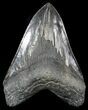 Serrated, Fossil Megalodon Tooth - Huge!!! #56466-1